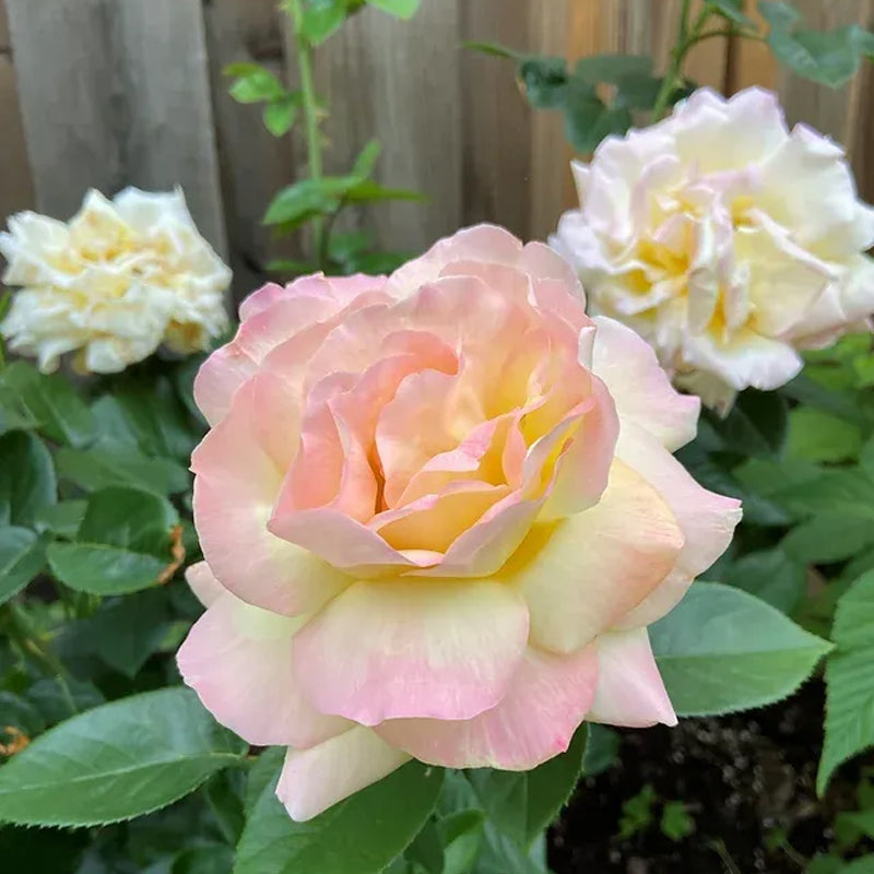 Rosas de la Paz - El Mensajero de la Paz