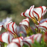 Semillas de la planta de oxalis versicolor, bastón de caramelo