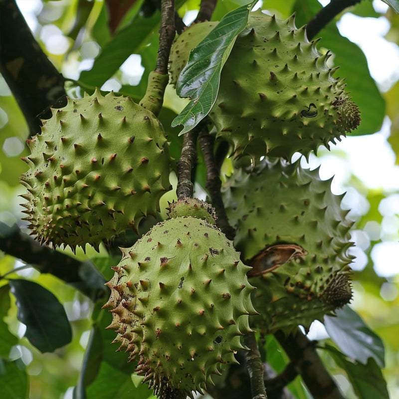 Semillas de guanábana gigante para plantar, Annona muricata, Graviola, Guyabano, Sirsak, un sabroso árbol frutal nativo tropical