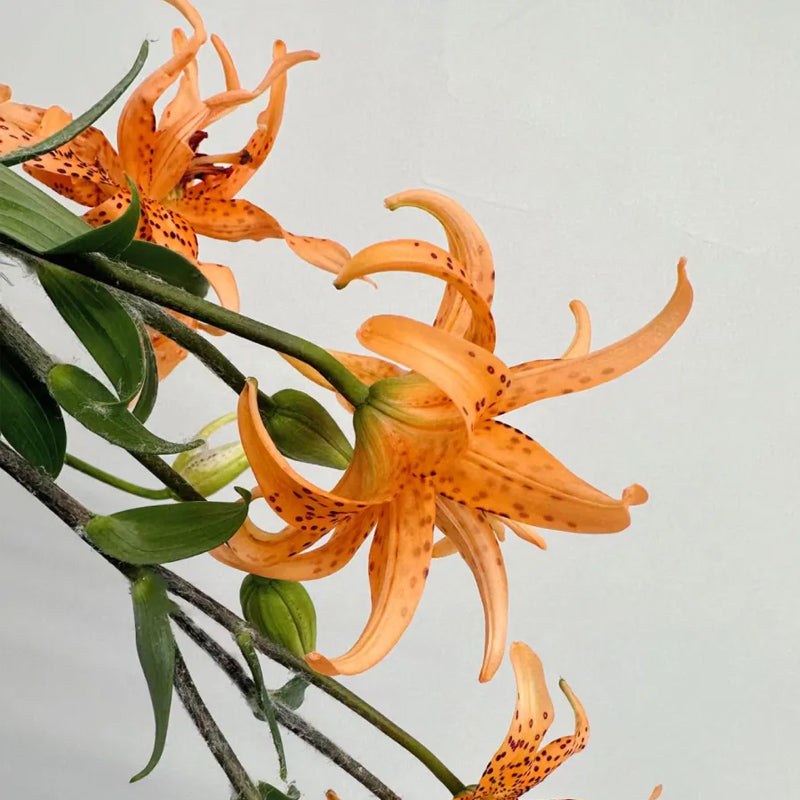 Old Favorite Tiger Lily Seeds  Haiyiplants