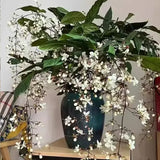 You Are My Life-Trailing Jasmine Flowers Seeds