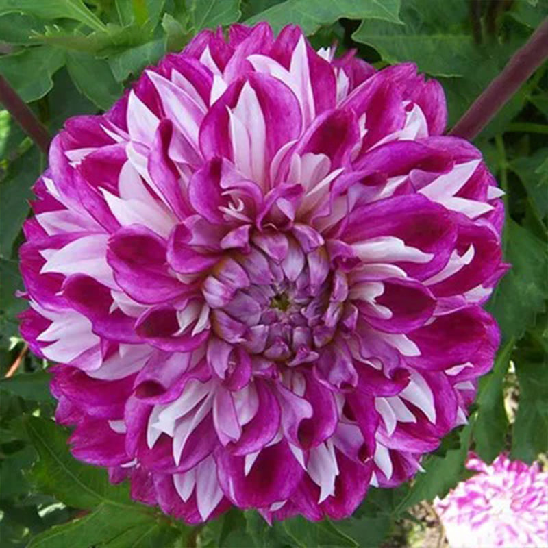 Rare Dahlias
