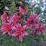 Bulbos de lirio perfumados orientales