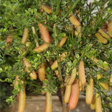 Finger Lime Seeds-Citrus Australasica