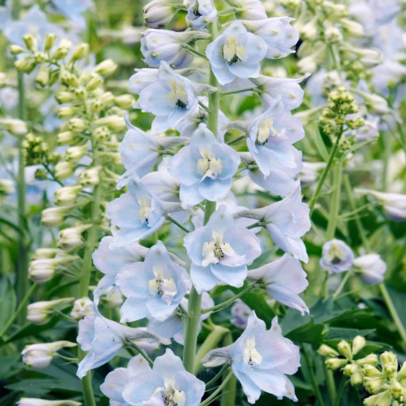 Baby Blue Larkspur Seeds