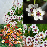 The Stunning Tricolor Wandflower Seeds Collection