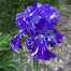 Multi-Varieties Iris Fall Planting