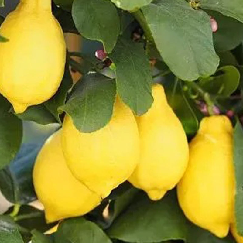 Semillas de limón perfumado con alta tasa de germinación: floración y frutos durante todo el año