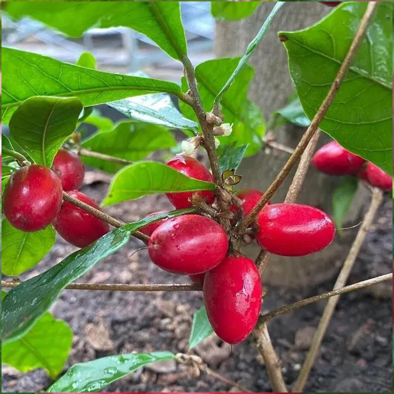 Semillas de bayas de rubí y calcio Prunus humilis