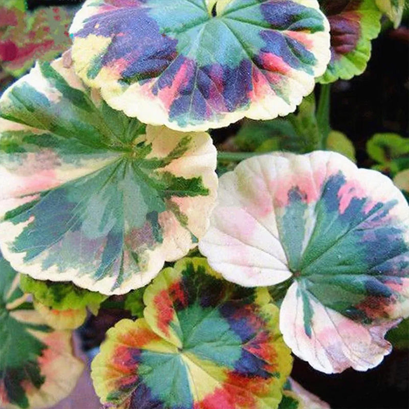 Coleus Bonsai Flower Leaf Plants Rainbow Dragon Seeds
