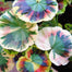Coleus Bonsai Flower Leaf Plants Rainbow Dragon Seeds