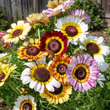 Rainbow Daisy Seeds Perennial Bushy Mixed for Cut Flowers