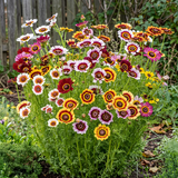 Rainbow Daisy Seeds Perennial Bushy Mixed for Cut Flowers