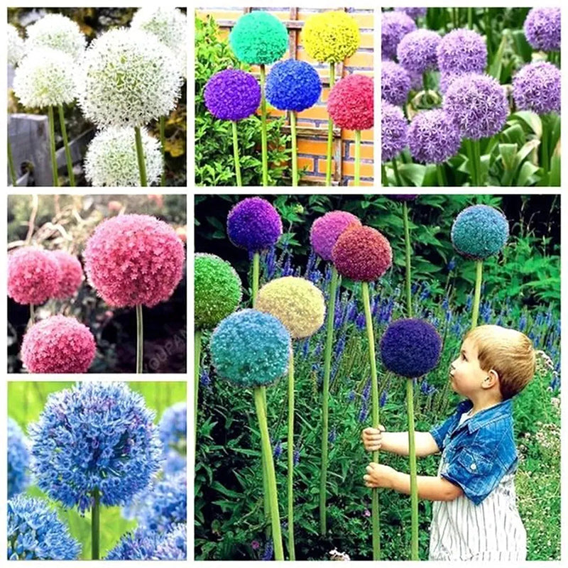 Semillas de plantas de bonsái de Allium gigante para jardín al aire libre, hermosas flores