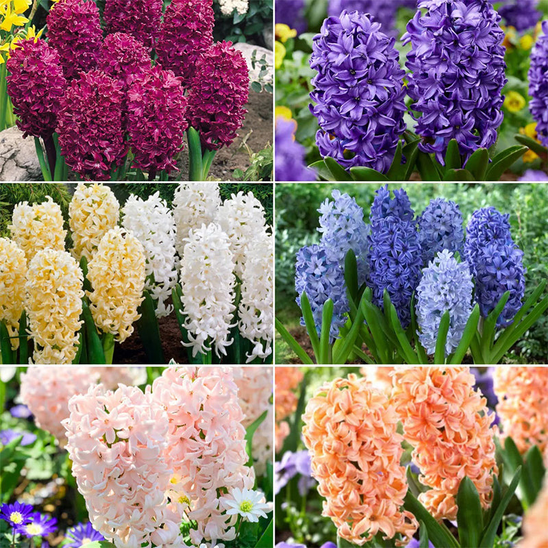 Hyacinth Color Code Mixed Color Hyacinth Seeds – Haiyiplants