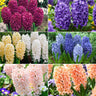 Mixed Color Hyacinth Seeds