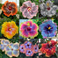 Beautiful Cosmic Dancer Hibiscus