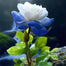 Rare Fortune Lotus