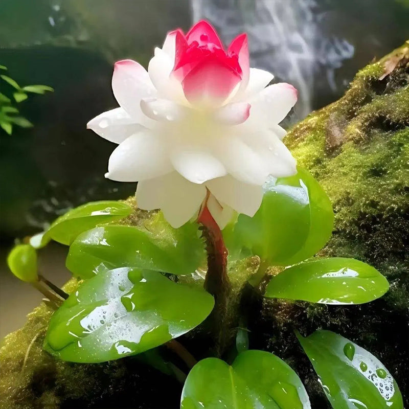 Loto de la fortuna poco común