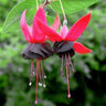 Fuchsia Flowers Seeds Dancing Elf Bonsai