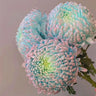 Rare Peony Chrysanthemum