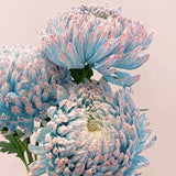 Crisantemo peonía verde raro