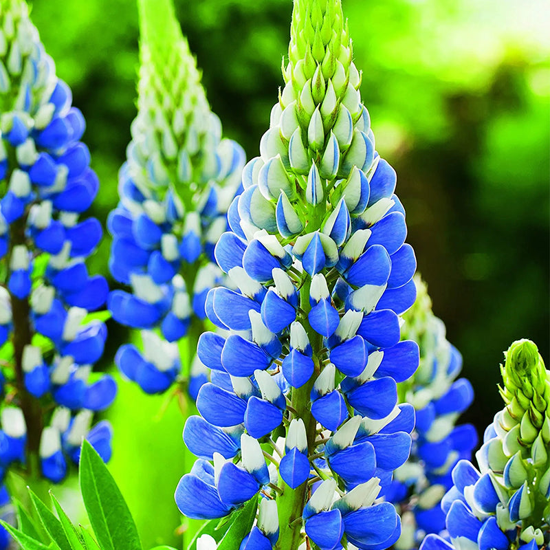 Mixed color Lupine Seeds