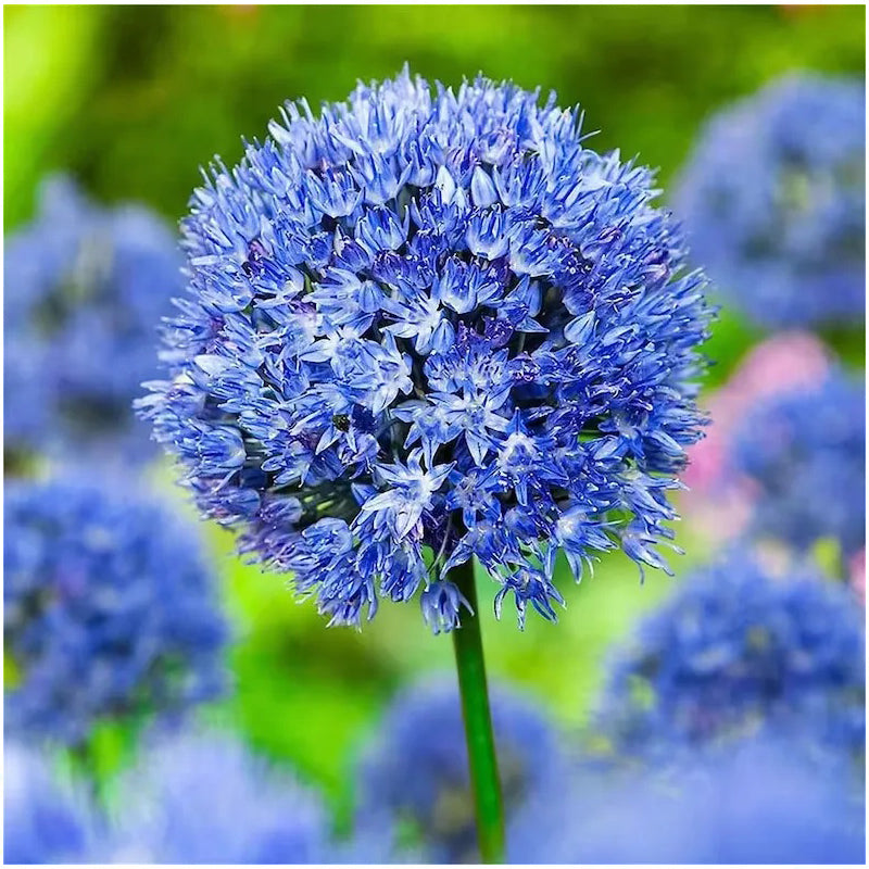 Semillas de plantas de bonsái de Allium gigante para jardín al aire libre, hermosas flores