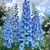 Delphinium Seeds Suitable for autumn & winter
