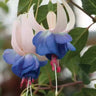 Fuchsia Flowers Seeds Dancing Elf Bonsai