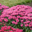 Bee Balm Collection