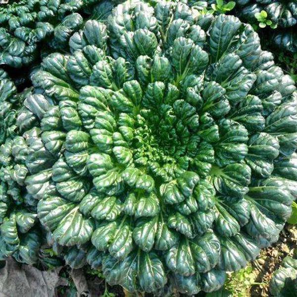 Tatsoi gigante de hojas verdes resistentes al frío