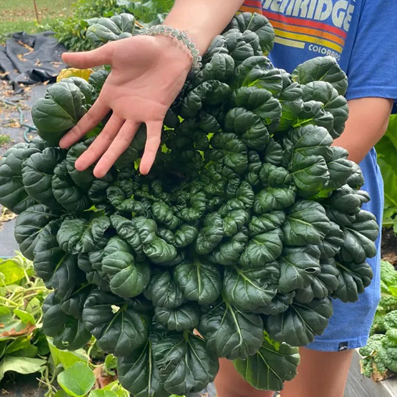 Cold Hardy Greens Super Giant Tatsoi