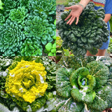 Cold Hardy Greens Super Giant Tatsoi