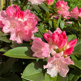 Semillas de azalea alpina, especies raras