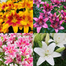 Lily Seeds