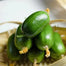 Thumb Cucumber-Golden Boy Lady Cucumber