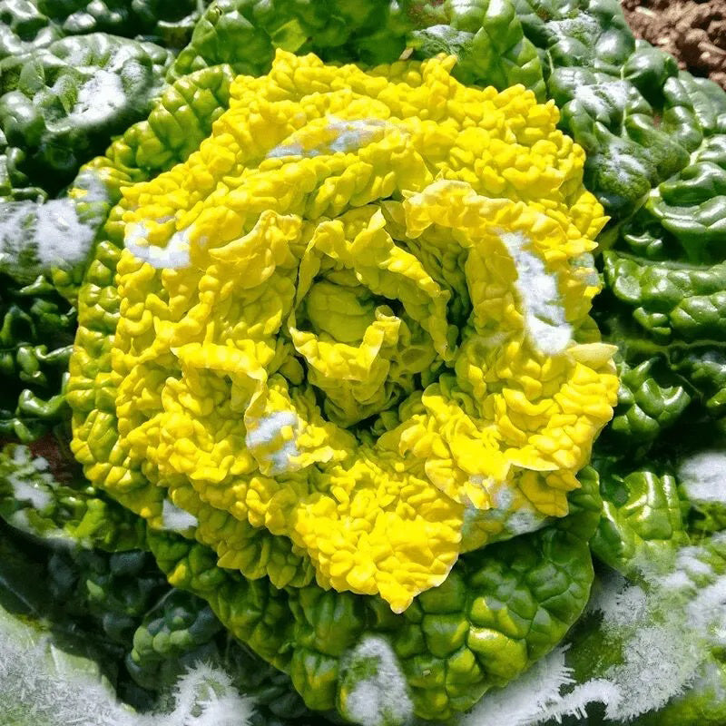 Cold Hardy Greens Super Giant Tatsoi
