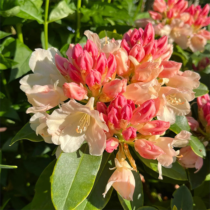 Semillas de azalea alpina, especies raras