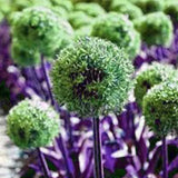 Semillas de plantas de bonsái de Allium gigante para jardín al aire libre, hermosas flores