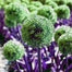 Semillas de plantas de bonsái de Allium gigante para jardín al aire libre, hermosas flores