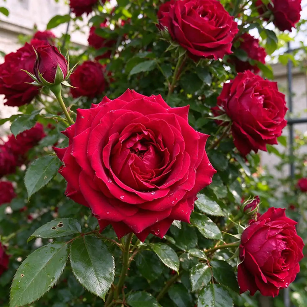 Alitissimo Climbing Rose Seeds Perennial Climbing for Vertical Gardens