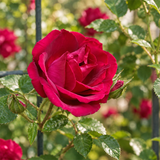 Alitissimo Climbing Rose Seeds Perennial Climbing for Vertical Gardens