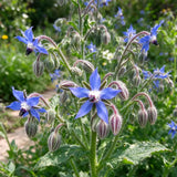 Borage Borage Seeds Annual Bushy Star-shaped Blue for Culinary