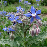 Borage Borage Seeds Annual Bushy Star-shaped Blue for Culinary