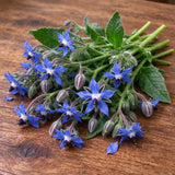 Borage Borage Seeds Annual Bushy Star-shaped Blue for Culinary