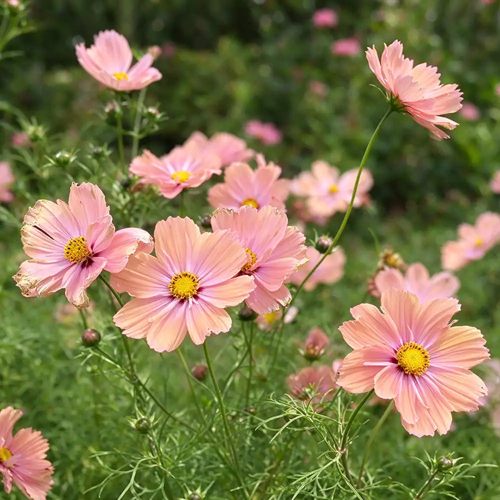 Apricotta Cosmos Seeds Annual Tall for Cut Flowers