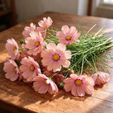 Apricotta Cosmos Seeds Annual Tall for Cut Flowers