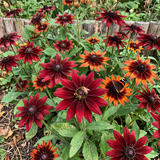 Cherry Red Black-Eyed Susan Rudbeckia Seeds Annual Tall Red for Pollinators