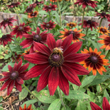 Cherry Red Black-Eyed Susan Rudbeckia Seeds Annual Tall Red for Pollinators